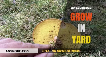 Why Mushrooms Suddenly Appear in Your Yard: Causes and Solutions