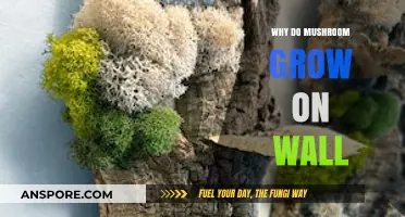 Why Mushrooms Grow on Walls: Uncovering the Surprising Causes
