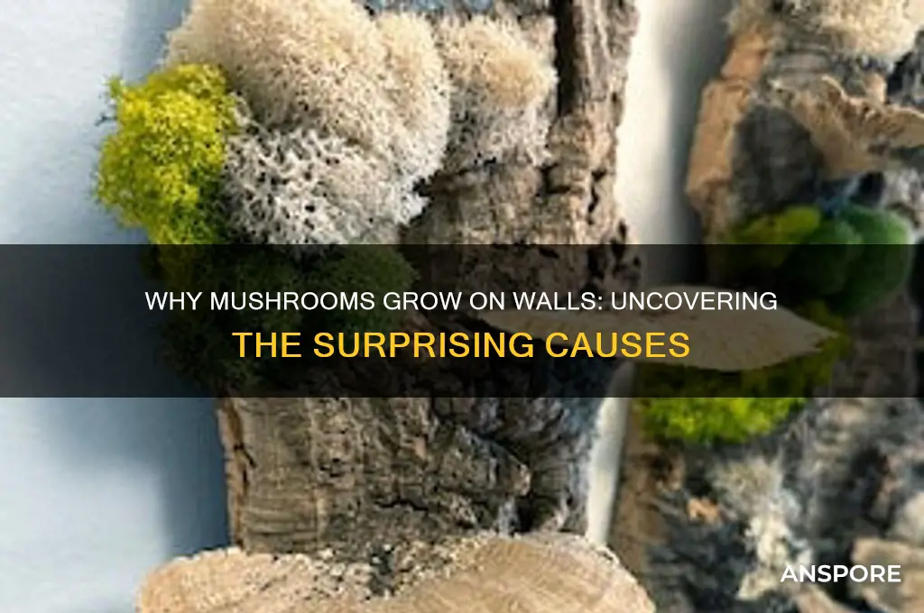 why do mushroom grow on wall