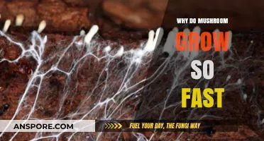 Rapid Mushroom Growth: Unveiling the Secrets Behind Their Speedy Development