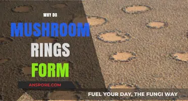 Mushroom Rings: Nature's Magical Mystery