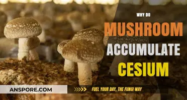 Mushrooms: Absorbing Cesium, Why and How?