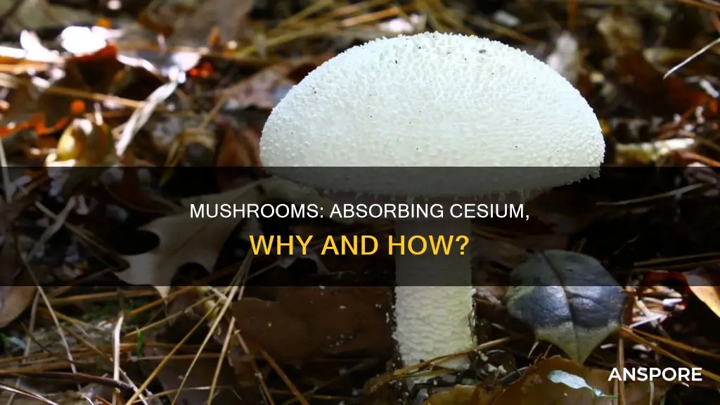 why do mushrooms accumulate cesium