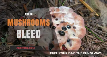 Mushrooms Bleed: Unraveling the Mystery of Lacrimation