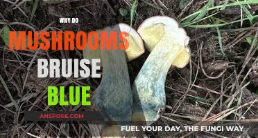 Mushroom Mystery: Blue Bruising and its Cause