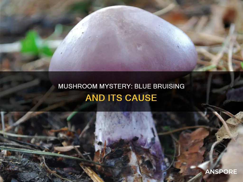 why do mushrooms bruise blue