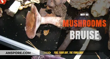 Mushrooms and Bruising: The Mystery Behind the Color Change