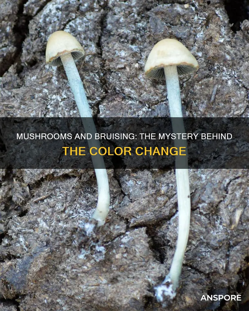 why do mushrooms bruise