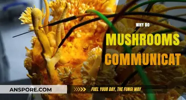 Mushrooms' Communication: A Complex Web of Connections