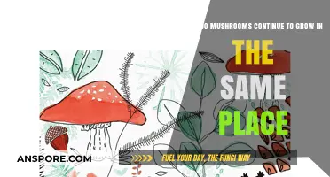 Why Mushrooms Thrive in Familiar Spots: Uncovering Their Persistent Growth Patterns