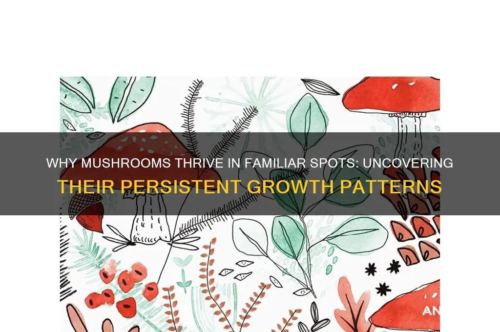 why do mushrooms continue to grow in the same place