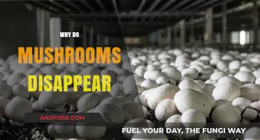 Mushrooms: The Mystery of Their Disappearance