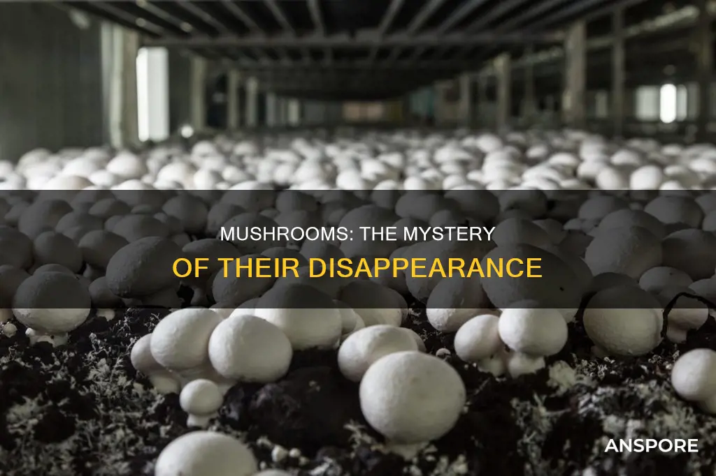 why do mushrooms disappear