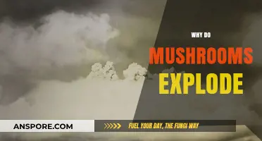 Mushrooms Explode: The Fungal Fireworks Mystery