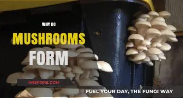 Mushrooms: Nature's Decomposers Revealed
