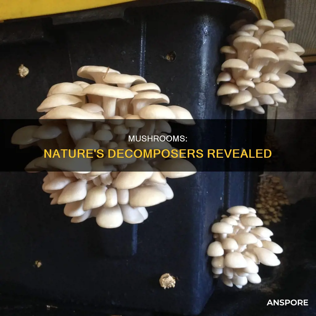 why do mushrooms form