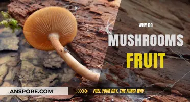 Mushrooms' Fruiting: Nature's Intriguing Mystery