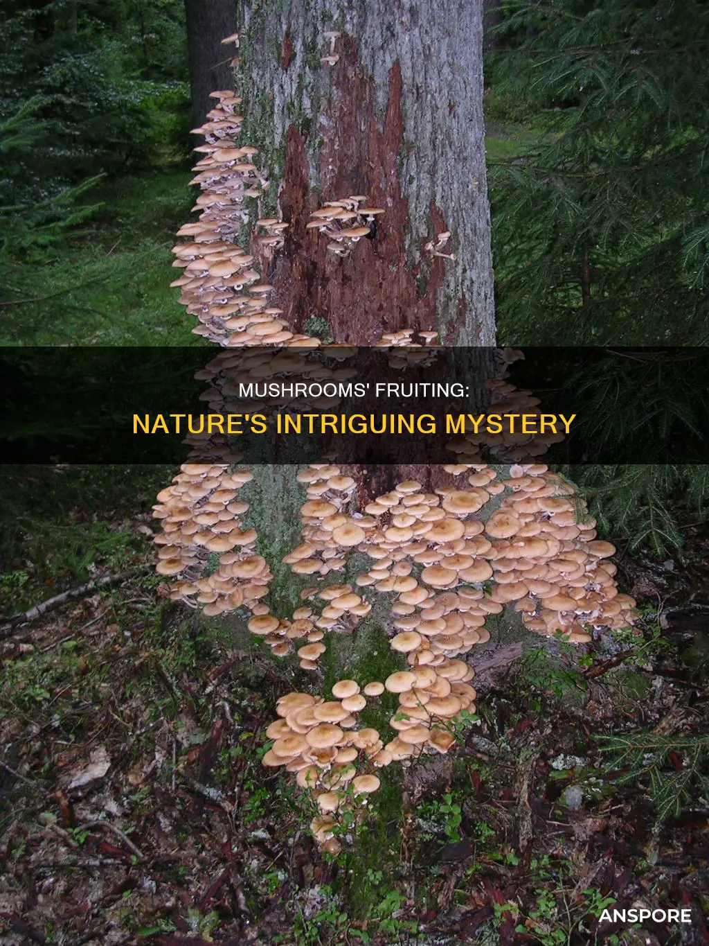 why do mushrooms fruit