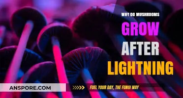 Lightning's Fungal Aftermath: Unveiling the Science Behind Post-Storm Mushrooms