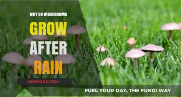 Rain's Role: Unveiling the Science Behind Post-Rain Mushroom Growth
