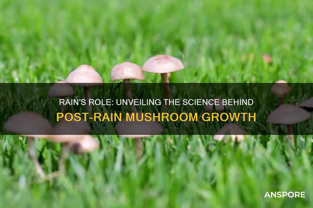 why do mushrooms grow after rain