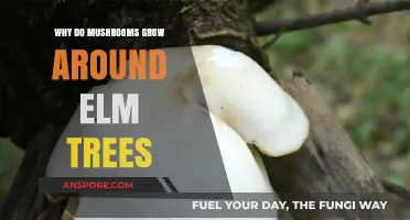 Why Elm Trees Attract Mushrooms: Unveiling the Symbiotic Relationship