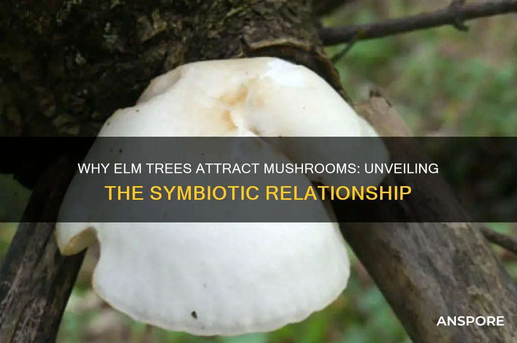 why do mushrooms grow around elm trees