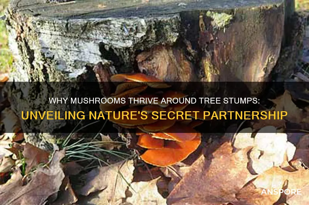 why do mushrooms grow around tree stumps