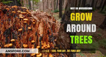 Why Mushrooms Thrive Around Trees: Unveiling the Symbiotic Connection
