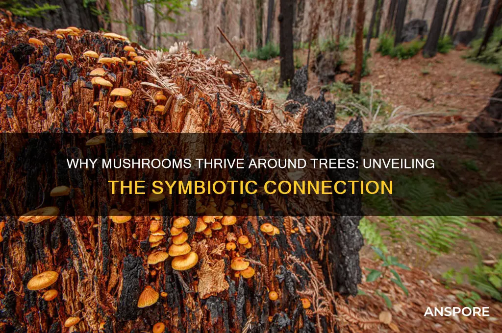 why do mushrooms grow around trees