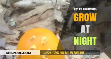 Why Mushrooms Thrive Under the Cover of Darkness