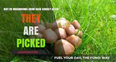 Rapid Mushroom Regrowth: Secrets Behind Their Speedy Recovery Post-Harvest