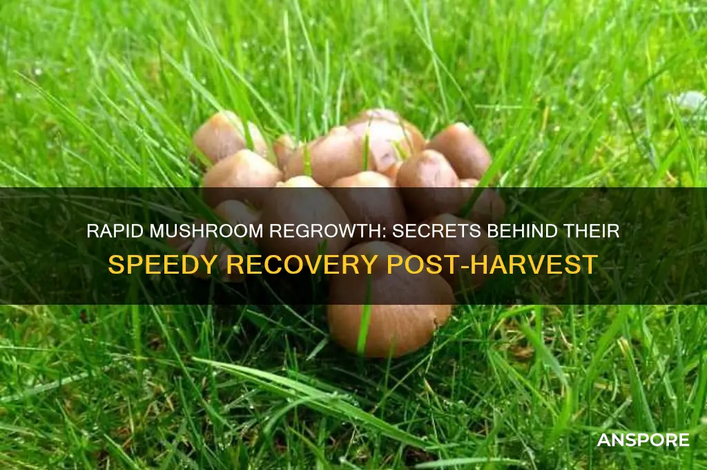 why do mushrooms grow back quickly after they are picked