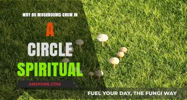 Mystical Mushroom Circles: Unveiling the Spiritual Significance of Fairy Rings