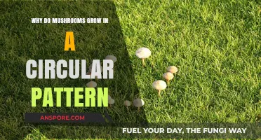 Mysterious Fairy Rings: Why Mushrooms Grow in Circular Patterns