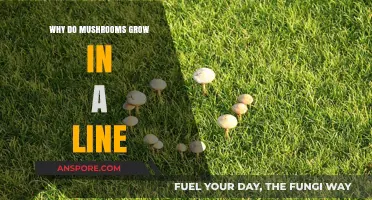 Mysterious Mushroom Lines: Unraveling the Science Behind Fairy Rings