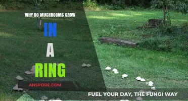 Mysterious Fairy Rings: Unveiling Why Mushrooms Grow in Circular Patterns