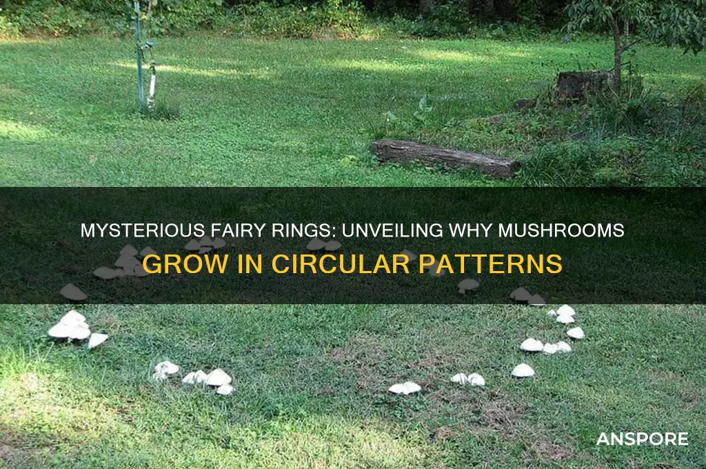 why do mushrooms grow in a ring
