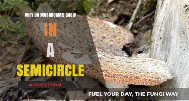 Mysterious Mushroom Circles: Unveiling the Semicircular Growth Phenomenon