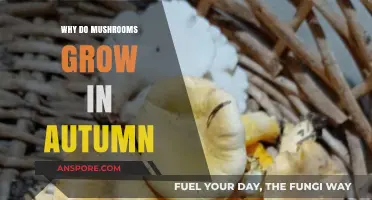 Autumn's Bounty: Unveiling the Secrets of Mushroom Growth in Fall