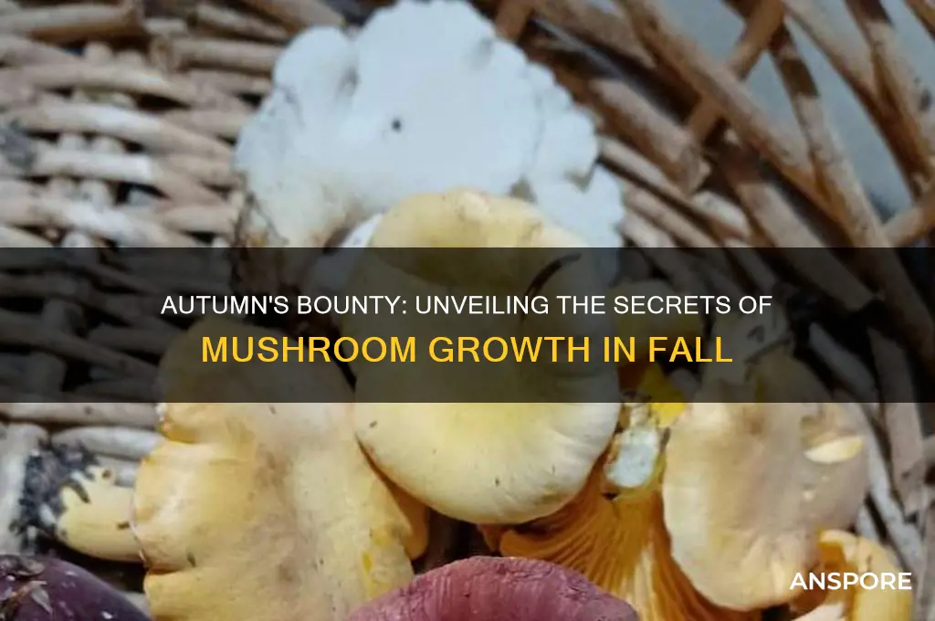 why do mushrooms grow in autumn