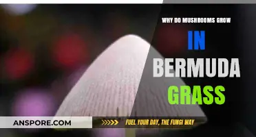 Why Mushrooms Thrive in Bermuda Grass: Uncovering the Surprising Connection