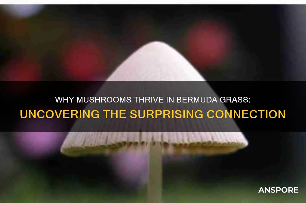 why do mushrooms grow in bermuda grass