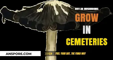 Why Mushrooms Thrive in Cemeteries: Unveiling the Eerie Connection