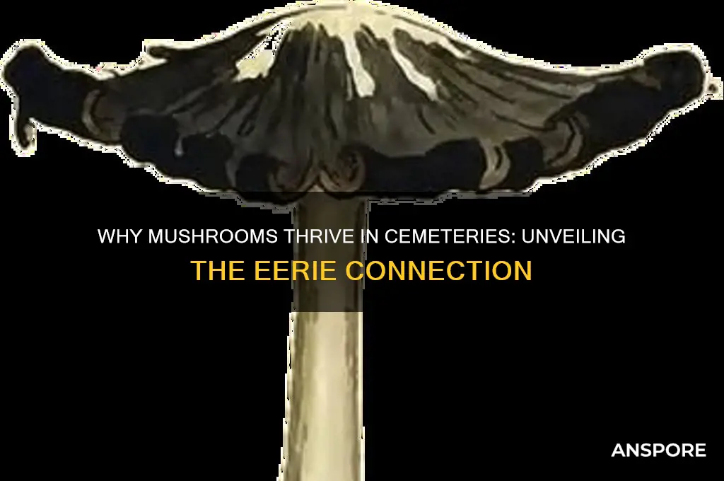 why do mushrooms grow in cemeteries