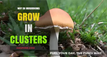 Why Mushrooms Thrive in Clusters: Unveiling the Fungal Colony Secrets