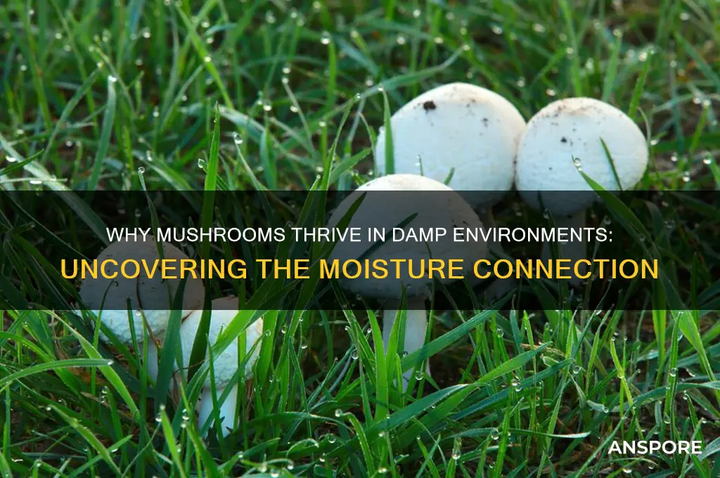why do mushrooms grow in damp places