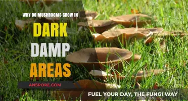 Why Mushrooms Thrive in Dark, Damp Environments: Unveiling the Secrets