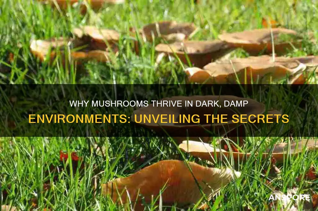 why do mushrooms grow in dark damp areas