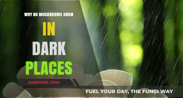 Why Mushrooms Thrive in Darkness: Unveiling Their Hidden World